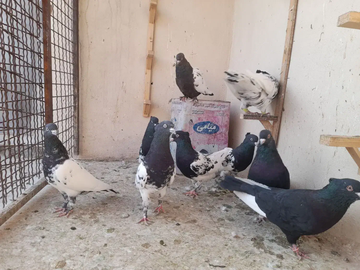 کله سیاه سینه زرد|پرنده|مشهد, هفت تیر (نه دره)|دیوار