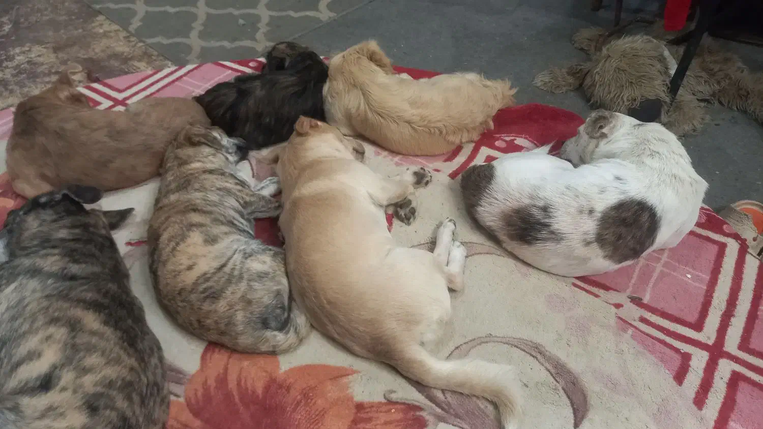 نژاد دار پا ۱ وجبی در سایزهای متفاوت|سگ|آمل, |دیوار