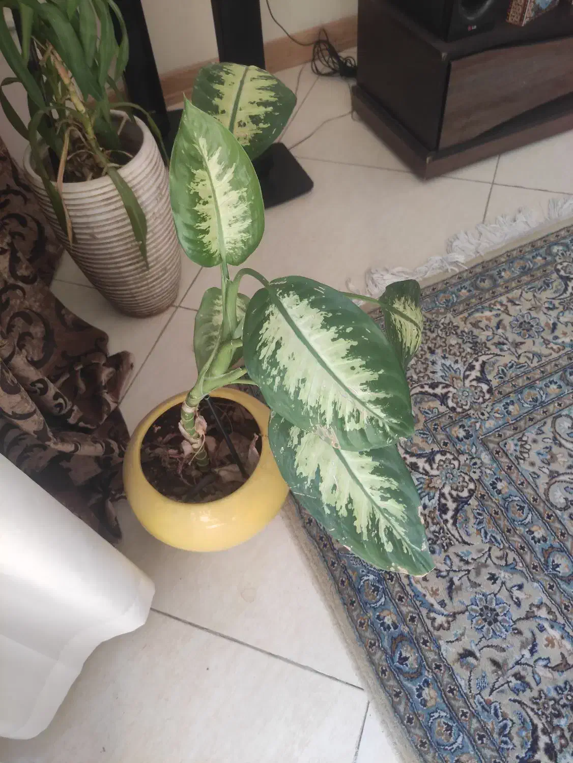 انواع گل و گیاه|گل و گیاه طبیعی|اصفهان, طامه|دیوار