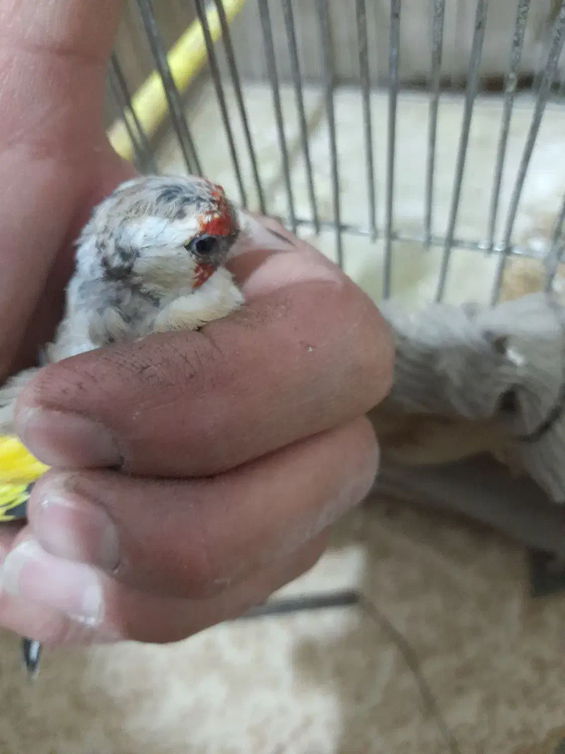 سهره|پرنده|مسجد سلیمان, |دیوار