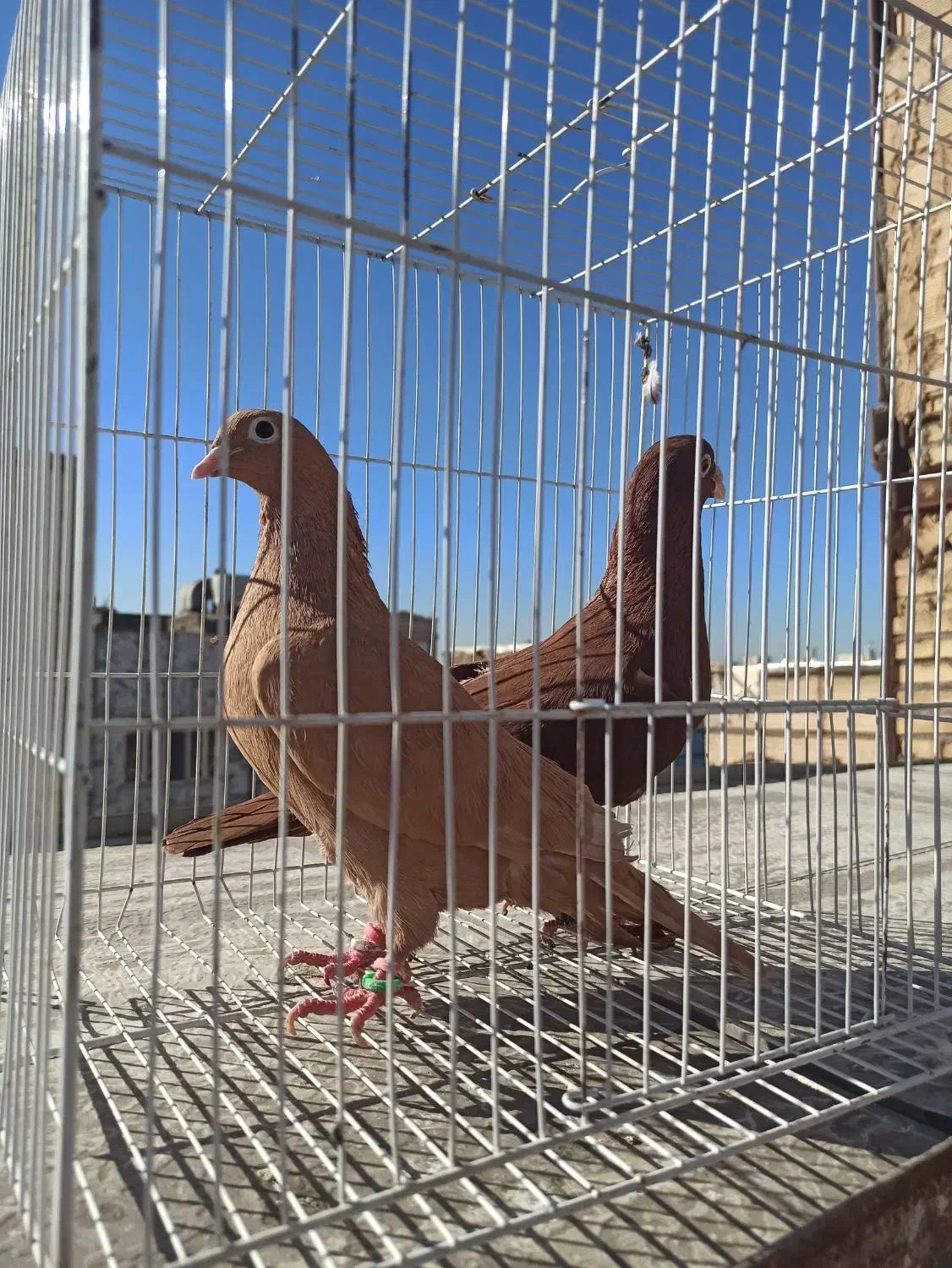 زرد سرخ کرمونی|پرنده|مشهد, شهید آوینی|دیوار