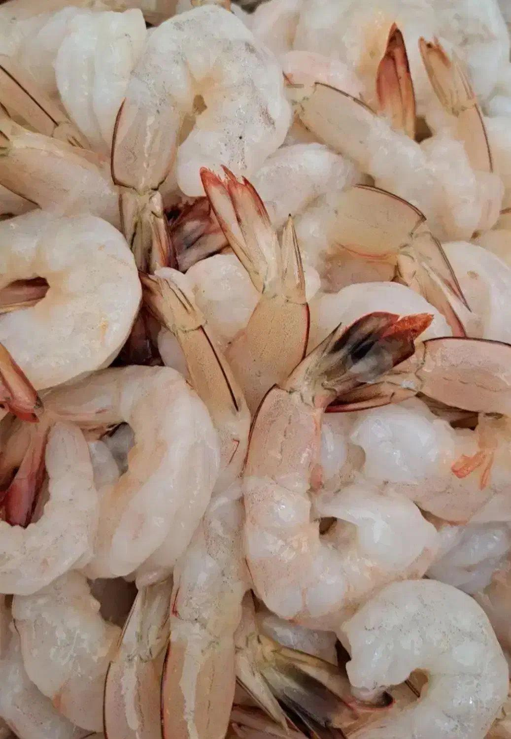 فروش میگو درشت و سرتیز با قیمت مناسب|ماهی|قشم, |دیوار