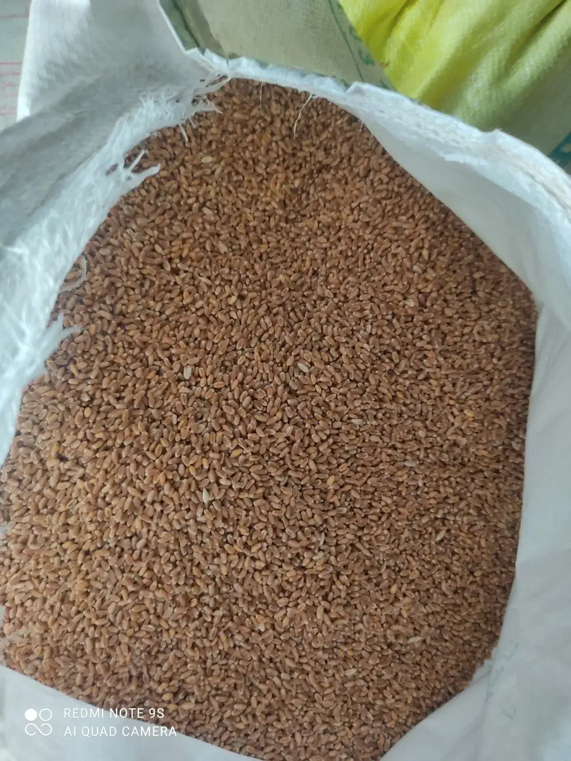 بذر گندم|عمدهفروشی|پارسآباد, |دیوار