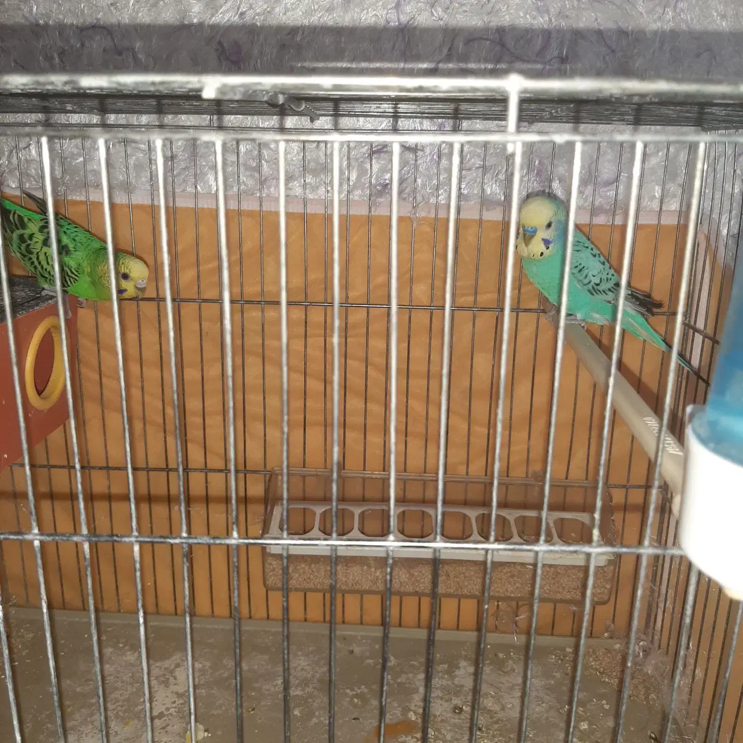 مرغ عشق|پرنده|اصفهان, بهارستان|دیوار