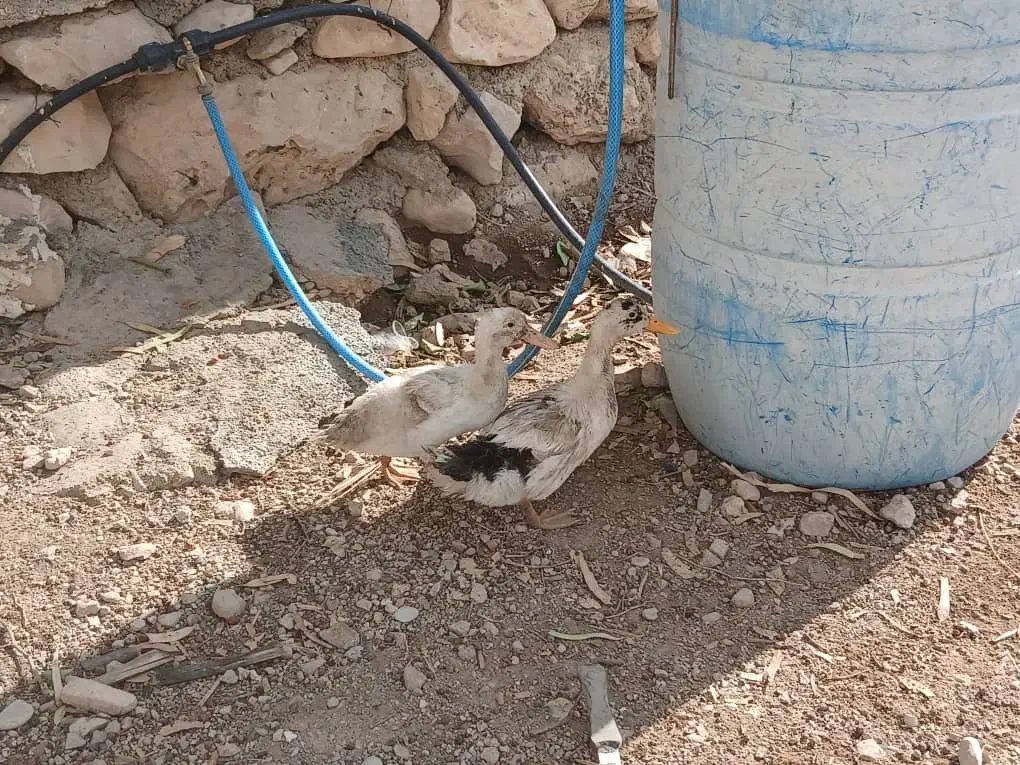 جوجه اردک|حیوانات مزرعه|جره و بالاده, |دیوار