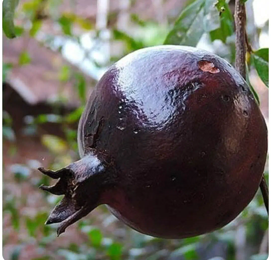 فروش ویژه نهال|گل و گیاه طبیعی|قم, آزادگان|دیوار