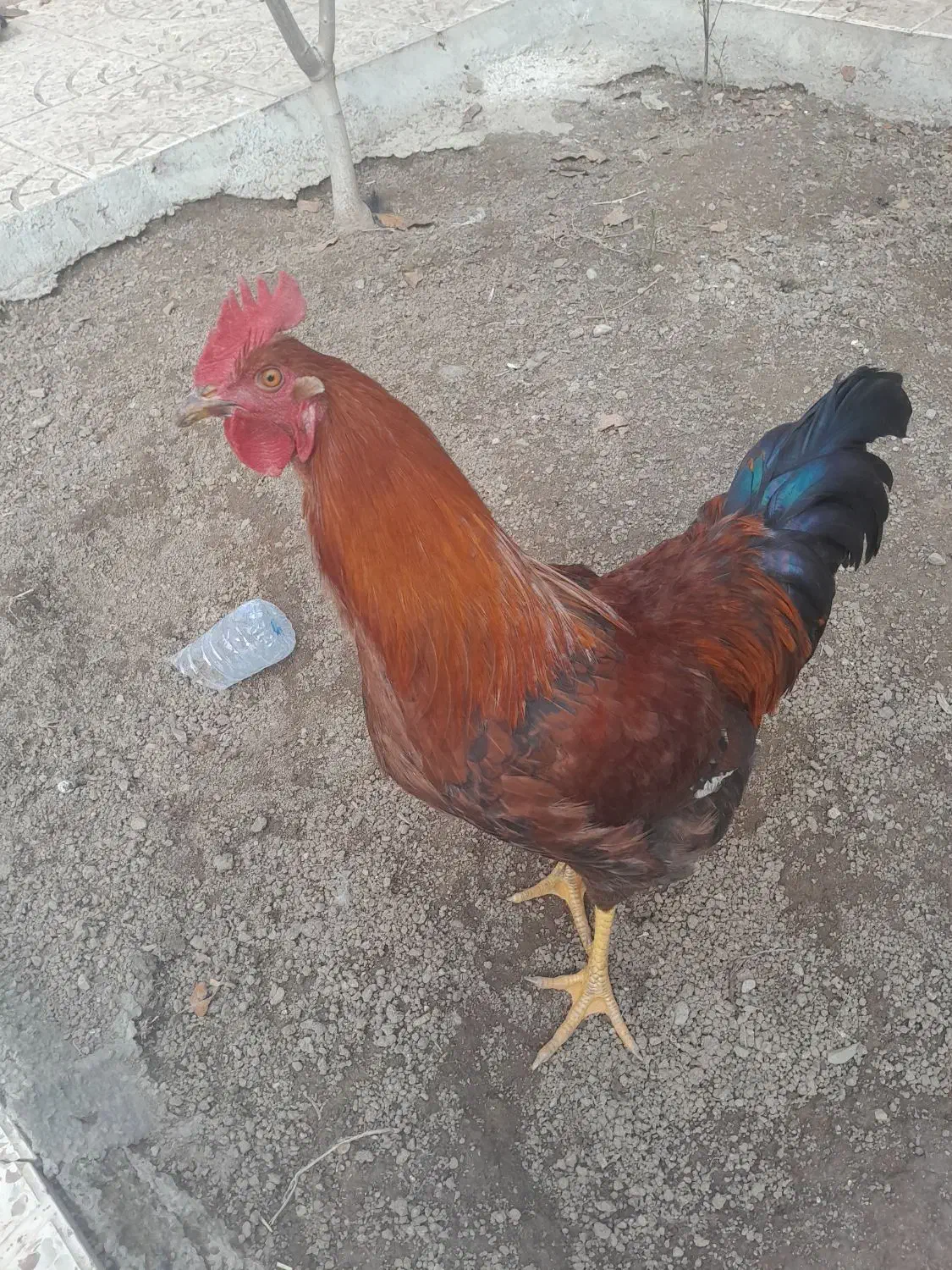 مرغ و خروس|حیوانات مزرعه|کلیبر, |دیوار