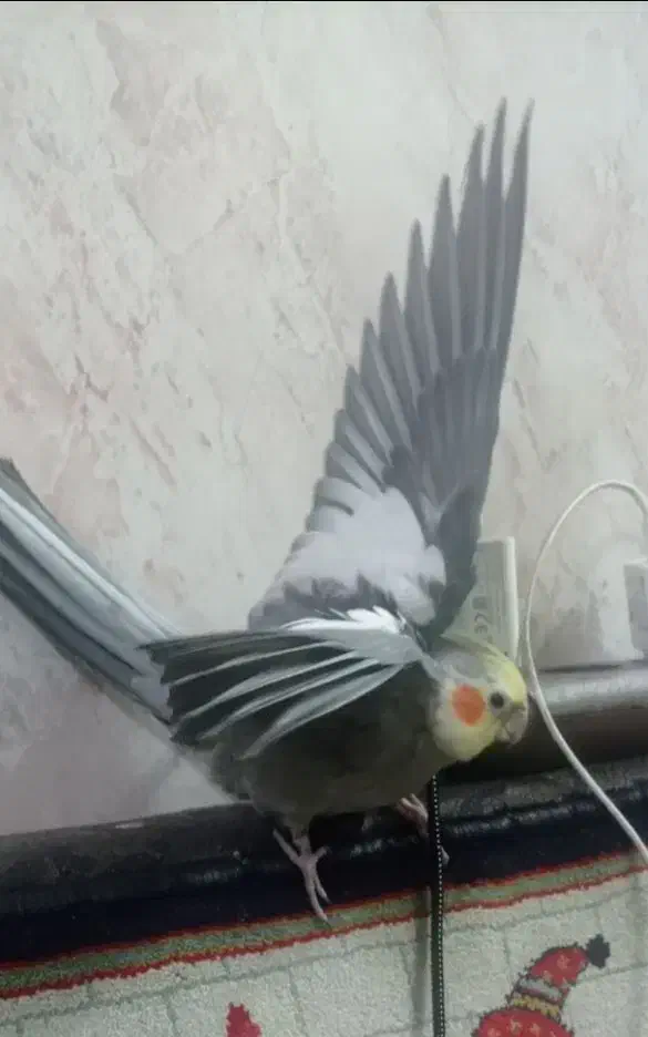 عروس هلندی گم شده|حیوانات|همدان, |دیوار