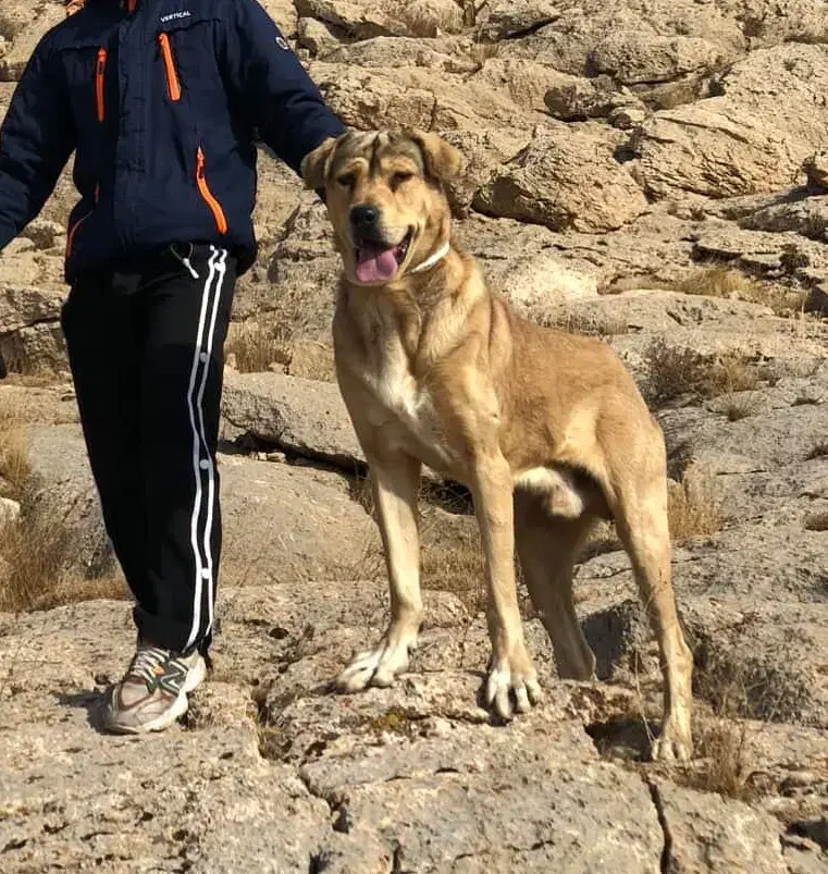 پژدر۱۲ماهه|سگ|کرج, برغان|دیوار