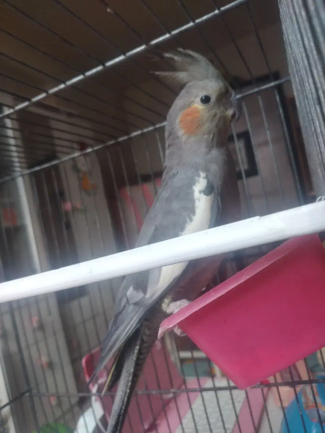 یک عروس هلندی|پرنده|کنگاور, |دیوار