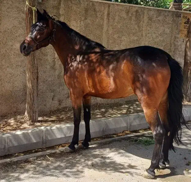 اسب مادیون کرد|اسب و تجهیزات اسبسواری|شریفآباد, |دیوار