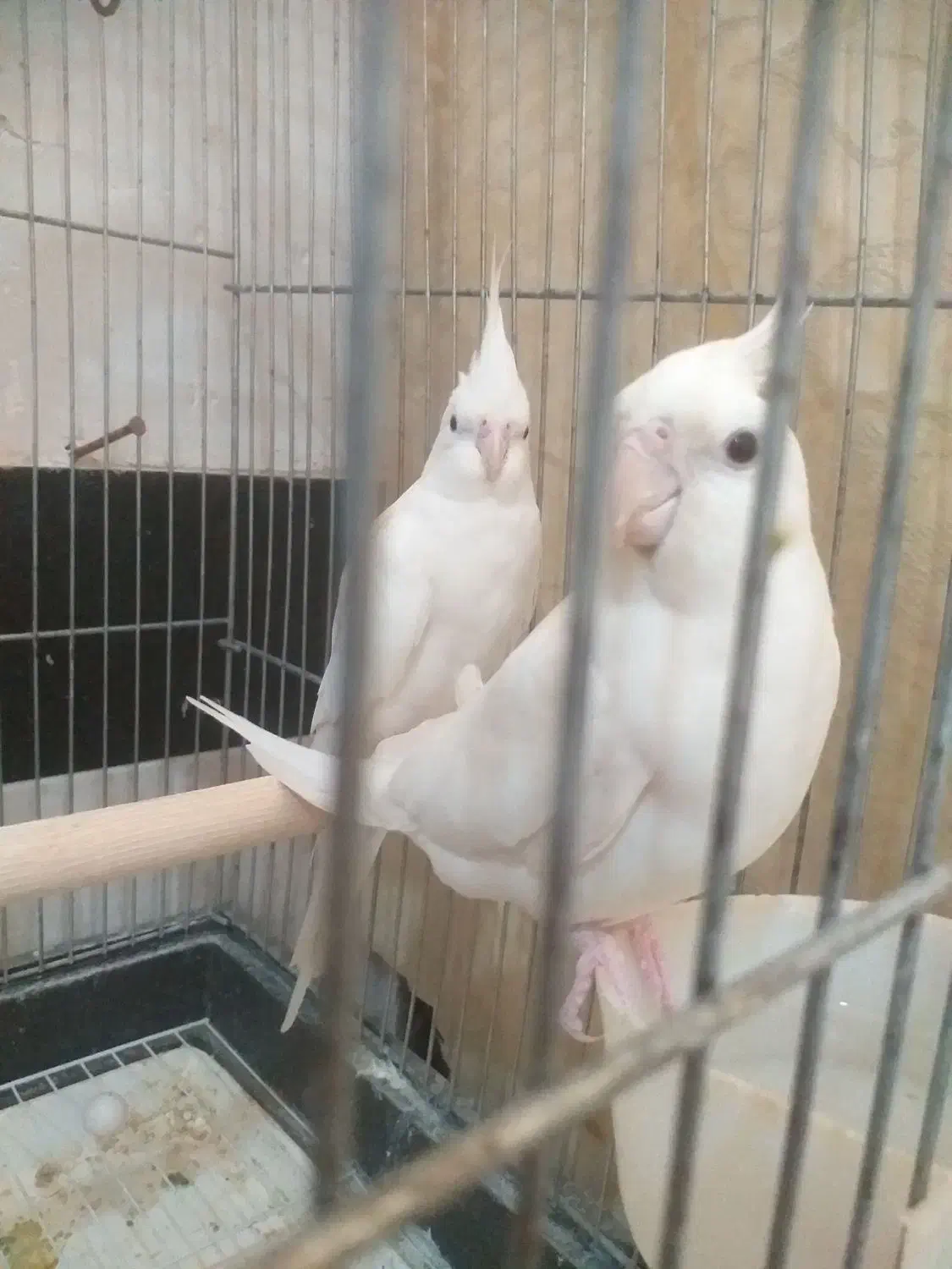 چهارعدد تخم هم دارند|پرنده|سرپل ذهاب, |دیوار