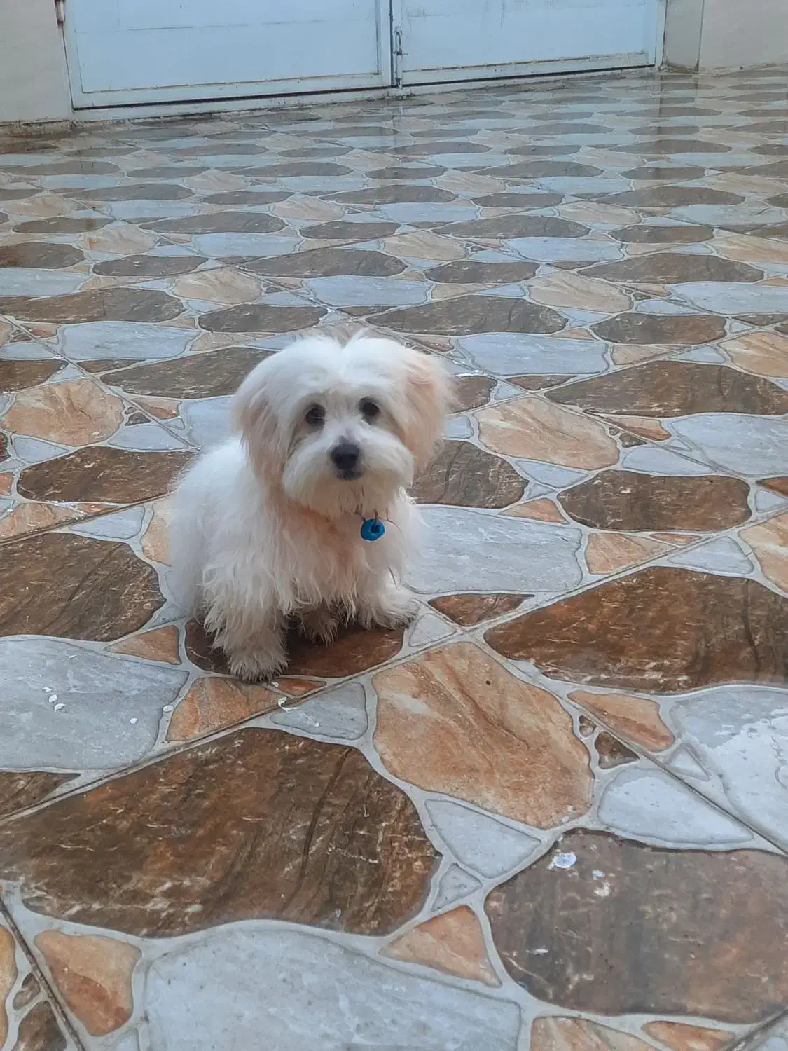 سگ اصل شیتزو|سگ|اندیمشک, |دیوار