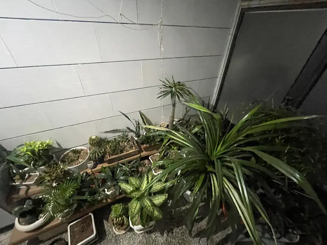 گل وگیاه|گل و گیاه طبیعی|لنجان, |دیوار