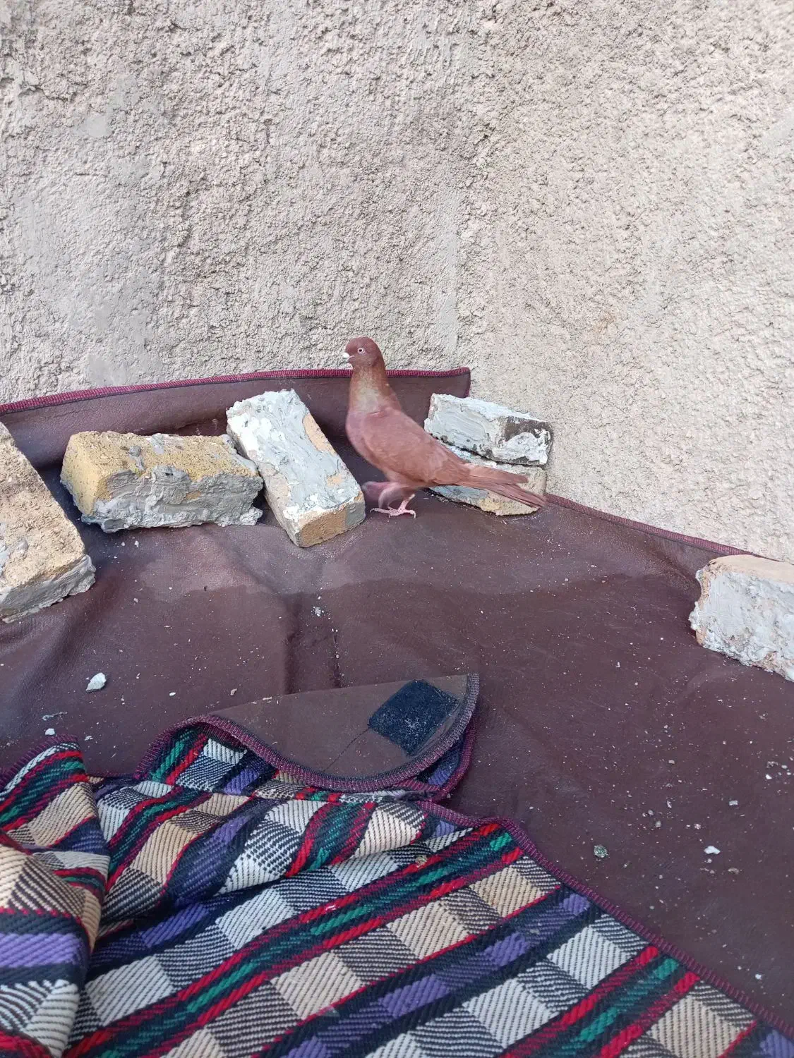 نر سرخ بیکاکل|پرنده|بروجرد, |دیوار