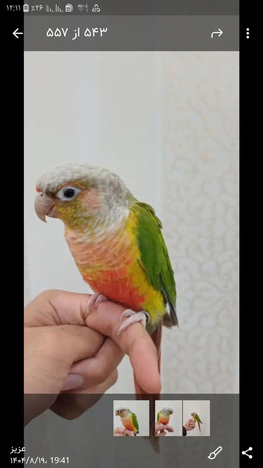 طوطی گرینچیک|پرنده|تهران, مسعودیه|دیوار