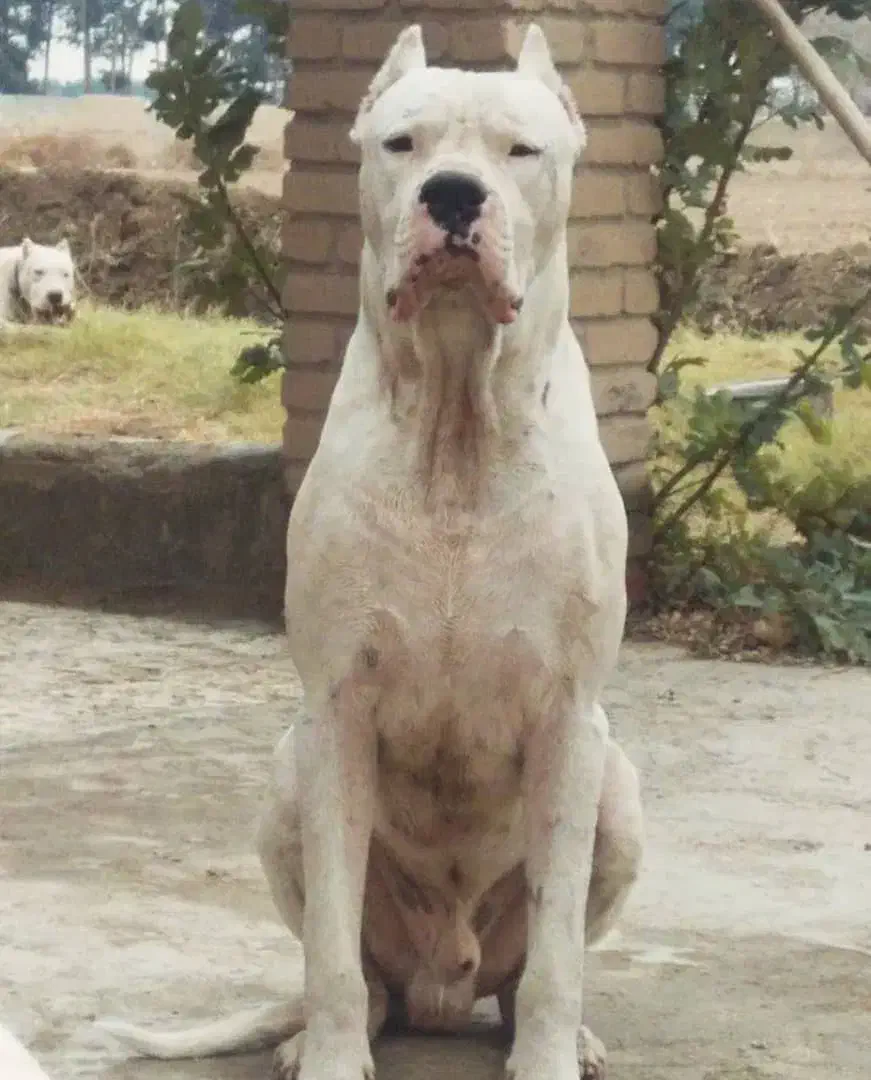 توله داگو یا دوگو آرژانتینو|سگ|اهواز, حصیرآباد|دیوار