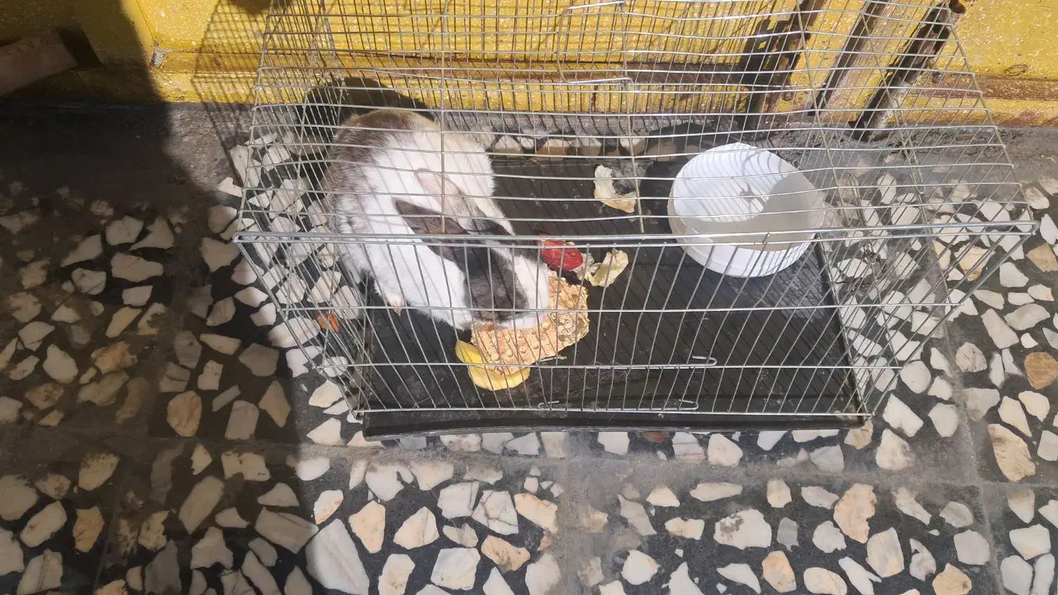 فروش خرگوش دستی|موش و خرگوش|فلارد, |دیوار