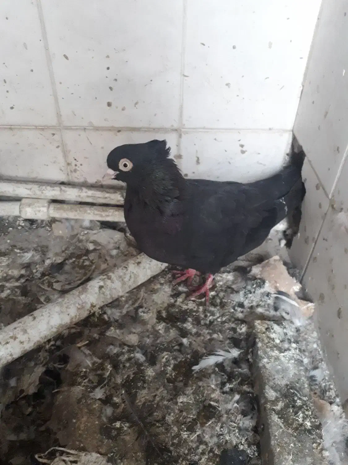 ماده ذاغ آبادانی کله درشت یا گوگ|پرنده|اهواز, کوی رمضان|دیوار