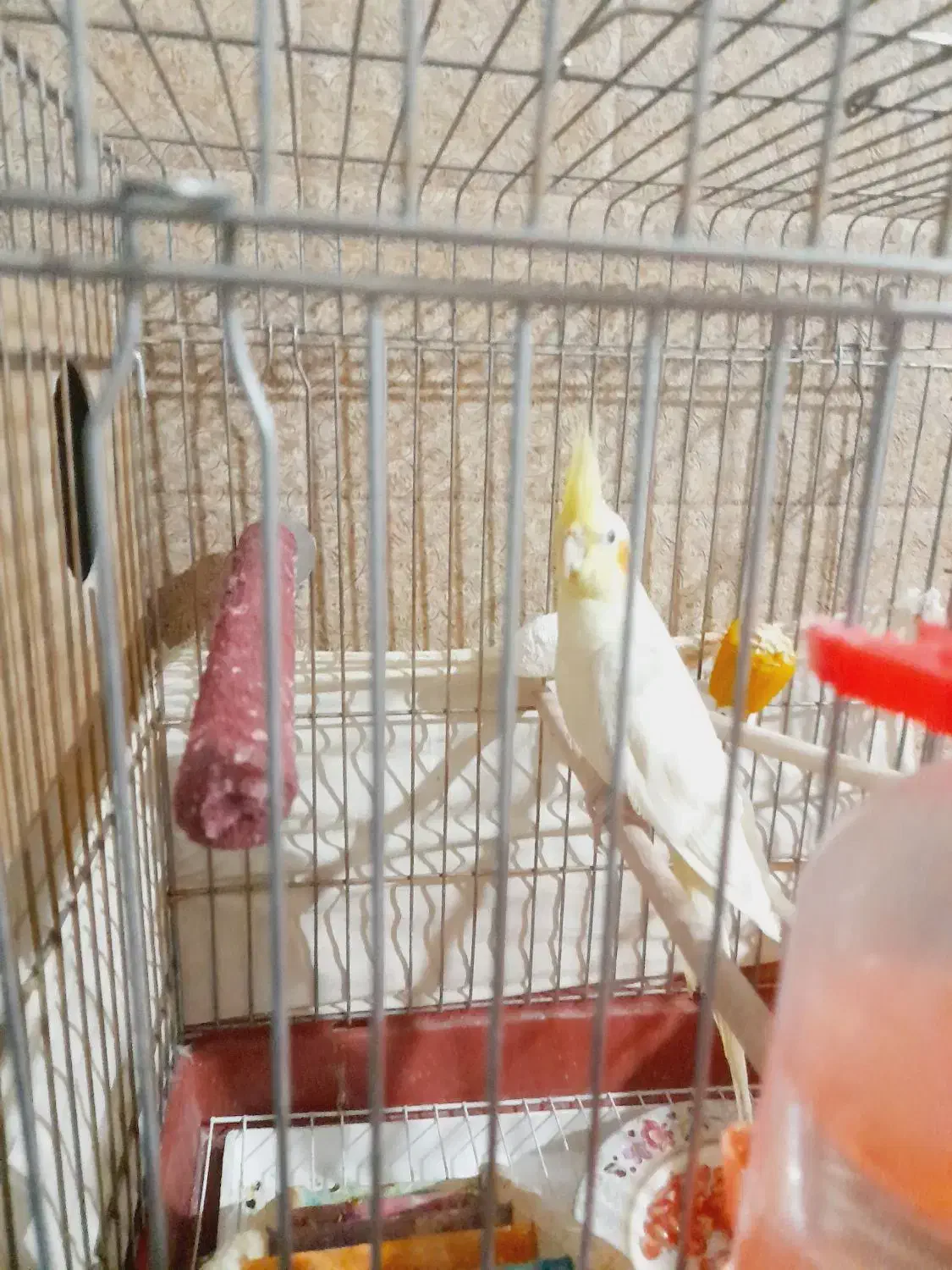 فروش یک عدد عروس هلندی لوتینو کاملا سرحال|پرنده|داراب, |دیوار