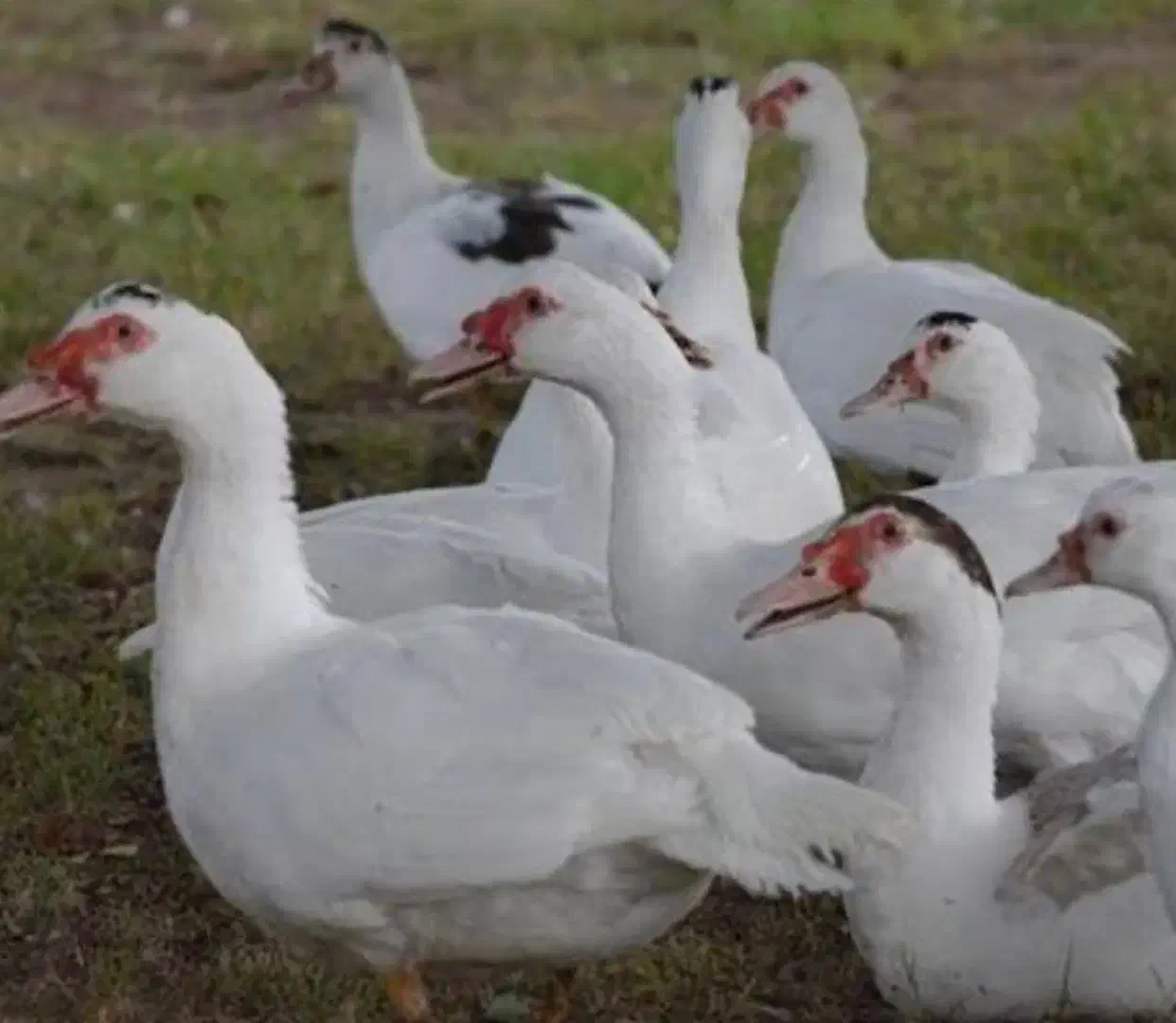 فروش اردک اسراییلی|حیوانات مزرعه|سورک, |دیوار