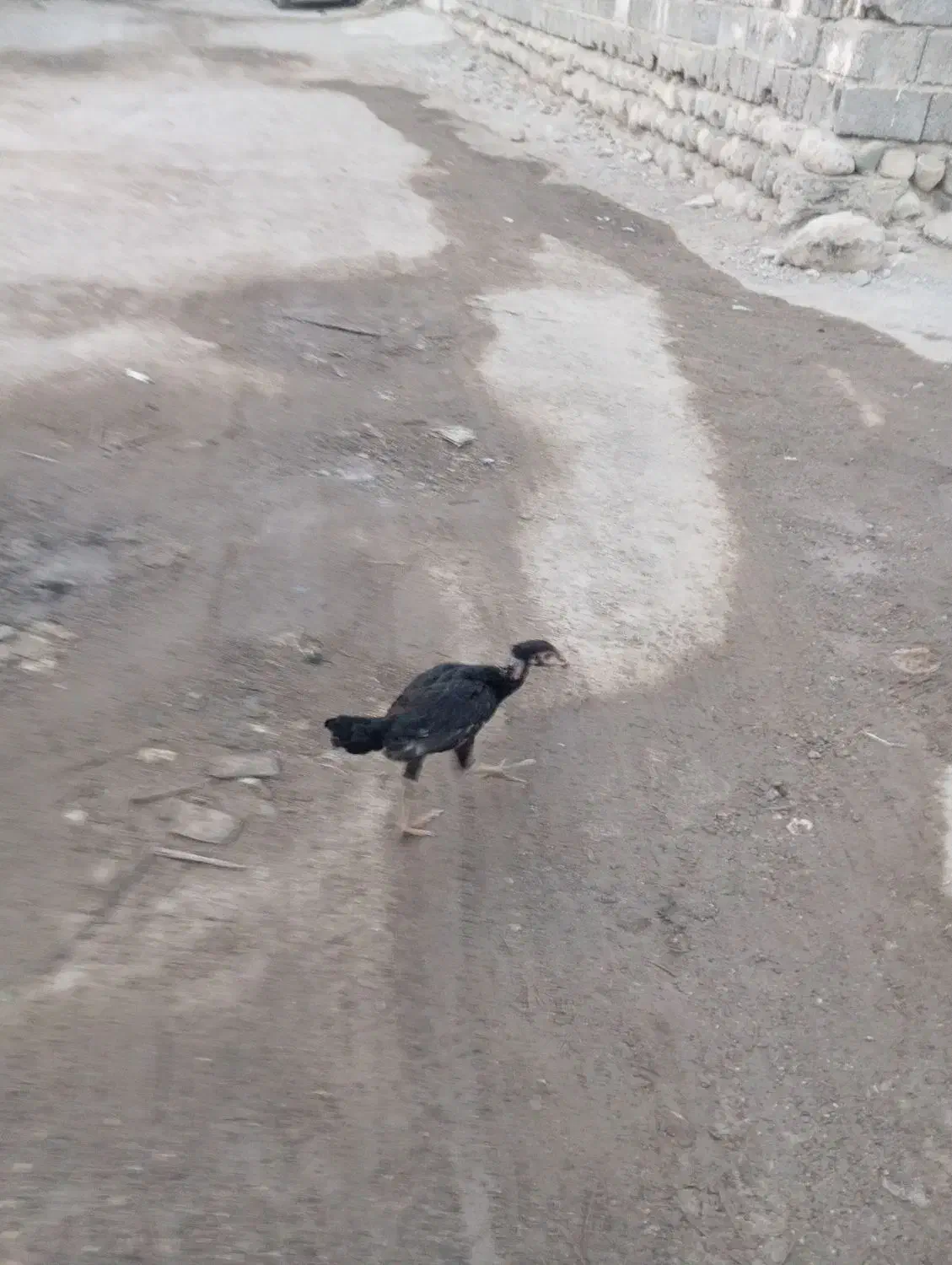 مادمرغ وخروس دومیلیون|حیوانات مزرعه|میناب, |دیوار