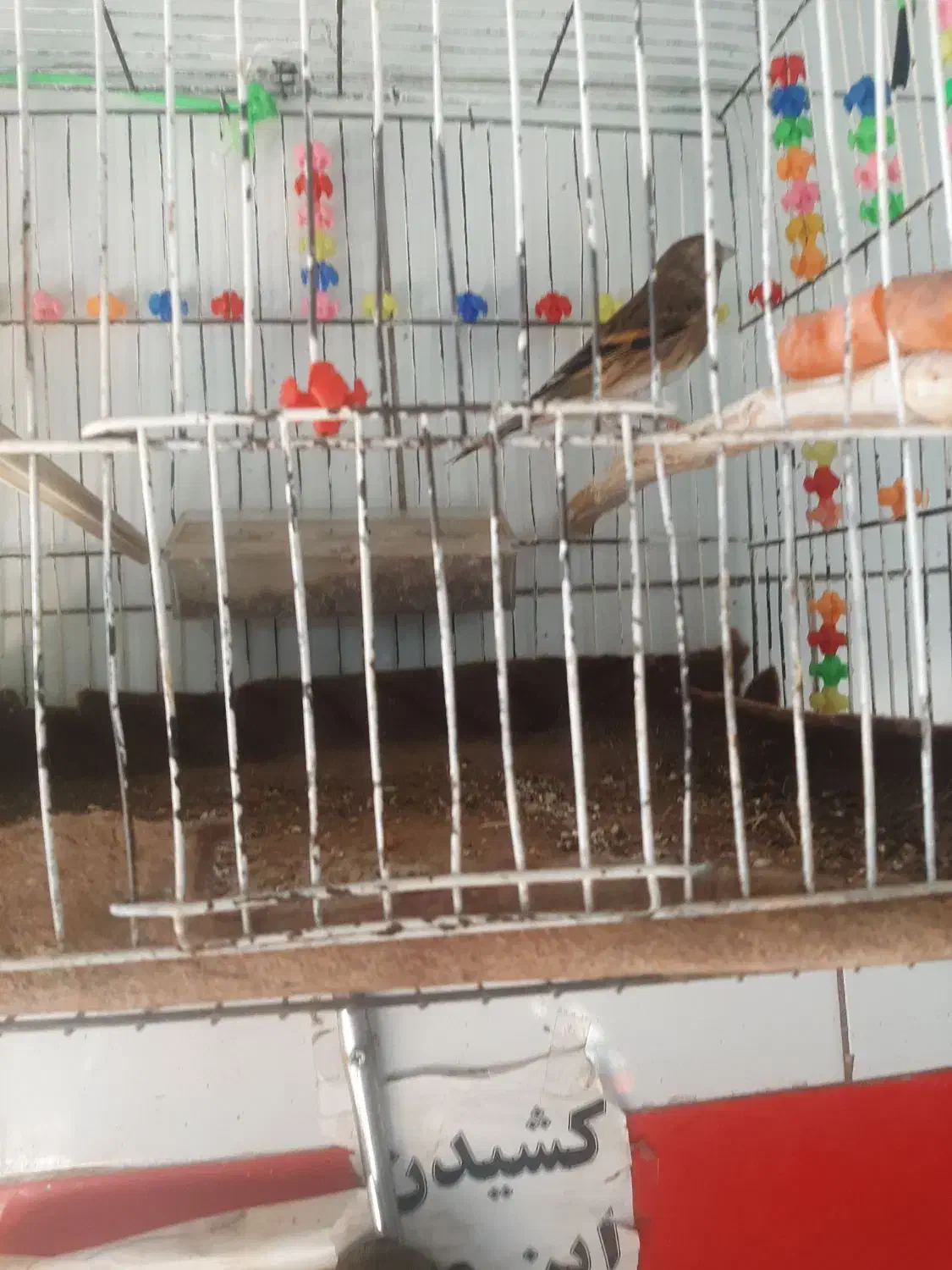 سیره قناری درجه یک۴تومن|پرنده|دزفول, |دیوار