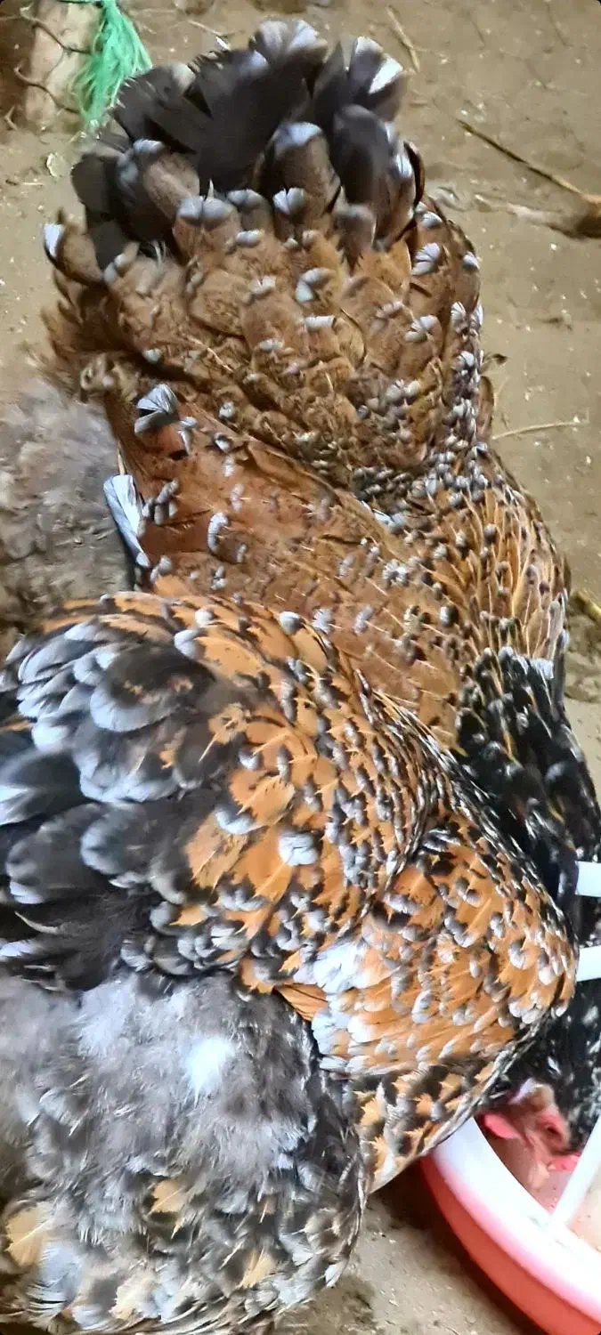 فروش برهمای پورسلن|حیوانات مزرعه|سورک, |دیوار