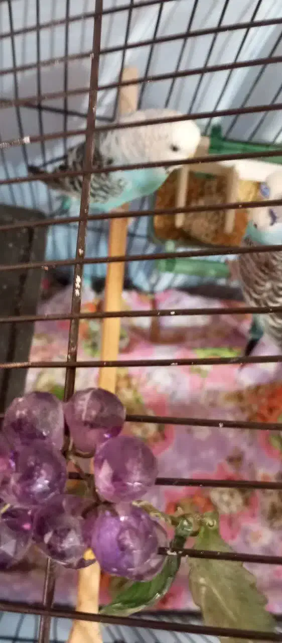 مرغ عشق با جوجه|پرنده|پاکدشت, پاکدشت (مامازند)|دیوار