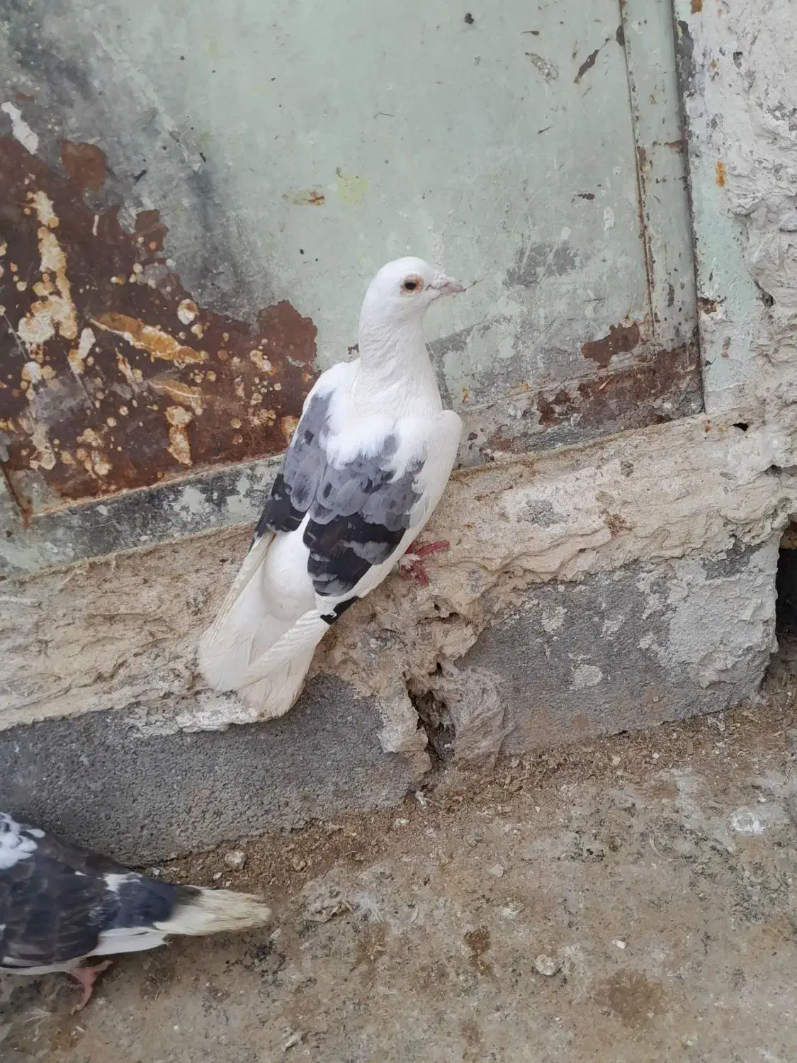 کفتر|پرنده|شیروان (خراسان), |دیوار