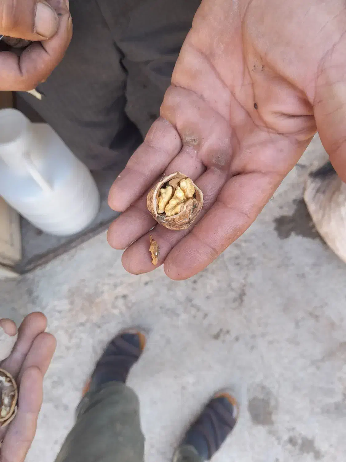 گردو روستای طراقی کرد به زمانت|خوردنی و آشامیدنی|بجنورد, |دیوار