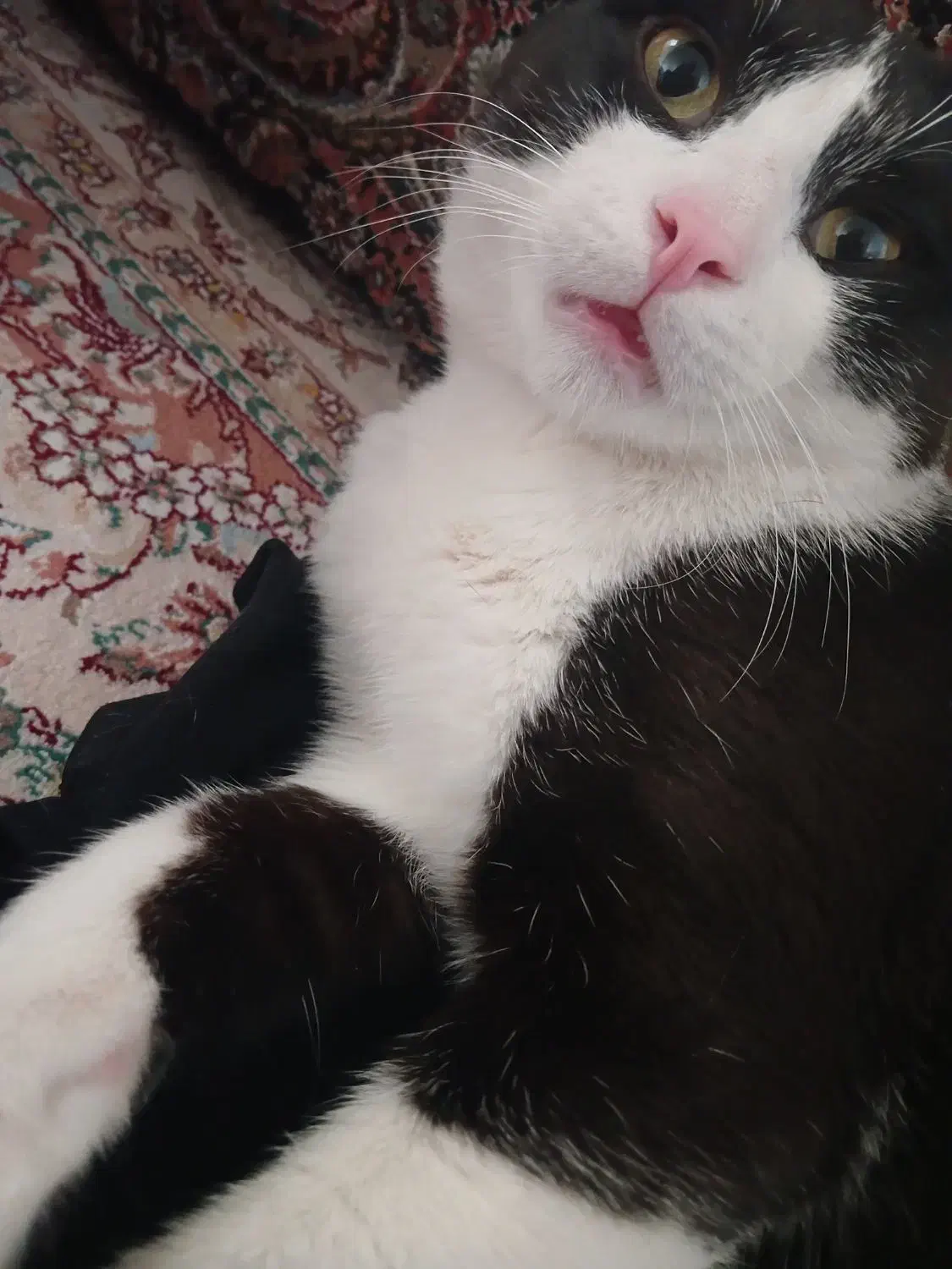 گمشده گربه نره هرکی پیداش کنه شیرینه تپل بهش میدم|حیوانات|فردیس, قریشی|دیوار