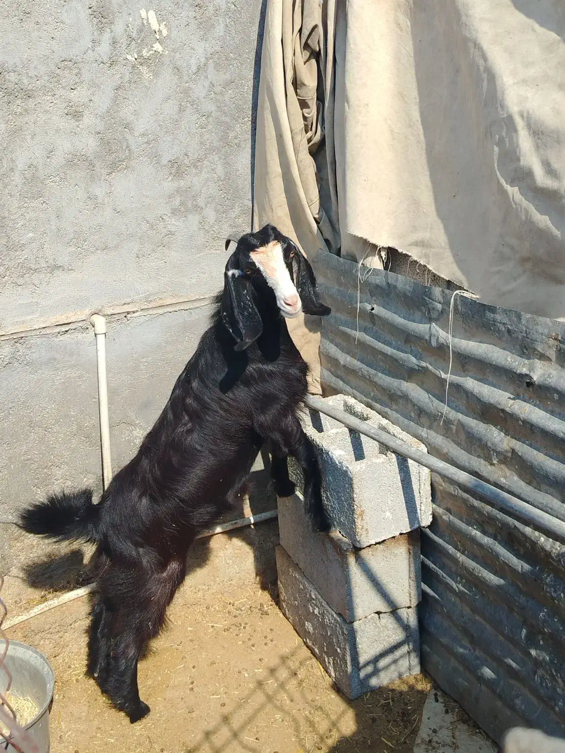 نر و ماده|حیوانات مزرعه|کاکی, |دیوار