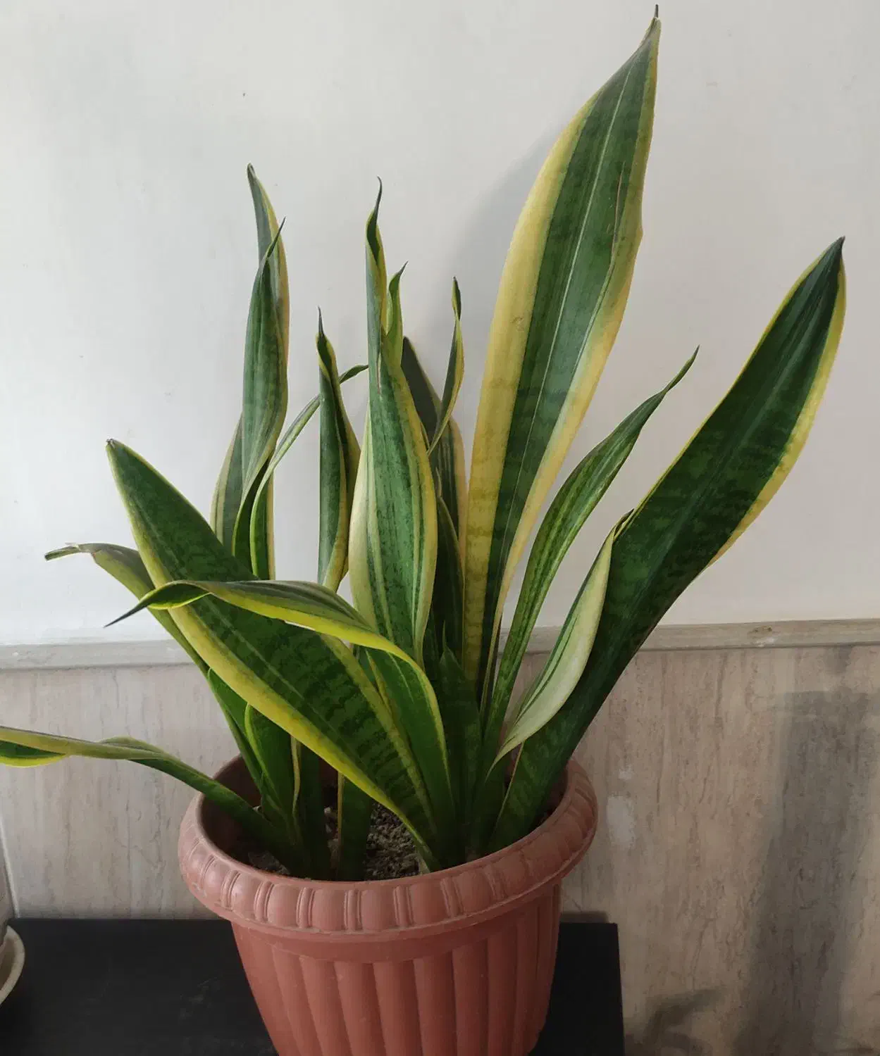 چند عدد گل زیبا|گل و گیاه طبیعی|نیشابور, شهرک اندیشه|دیوار