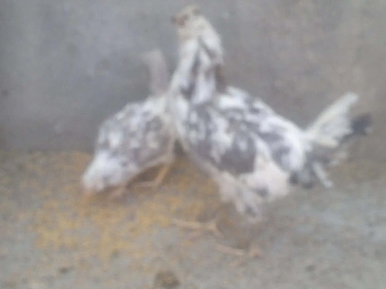 ماکیان|حیوانات مزرعه|بیجار, |دیوار