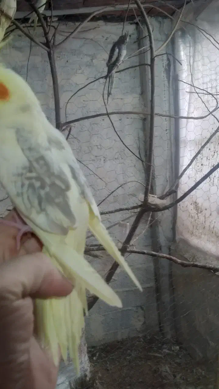 عروس هلندی جوجه تا بالغ|پرنده|چالوس, |دیوار