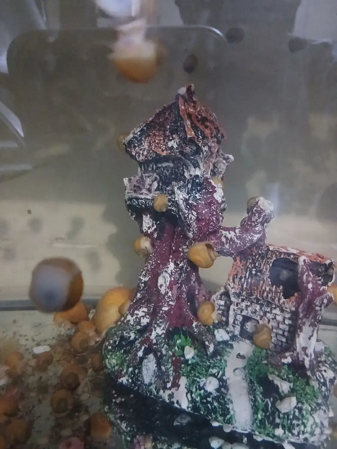 حلزون سیب|خزنده|تهران, لویزان|دیوار