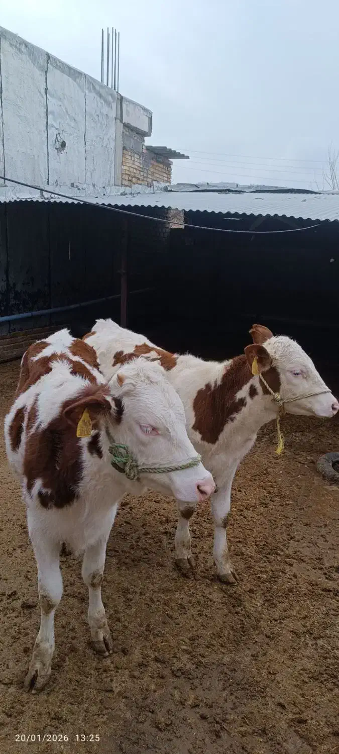 6راس عروسک سیمینتال|حیوانات مزرعه|آزادشهر, |دیوار