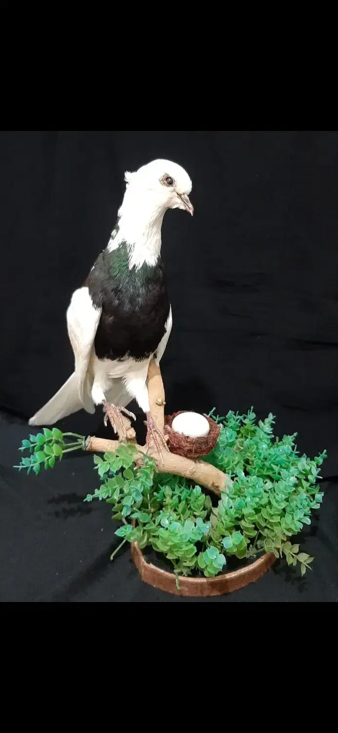 مجسمه|مجسمه، تندیس، ماکت|تهران, نازی‌آباد|دیوار