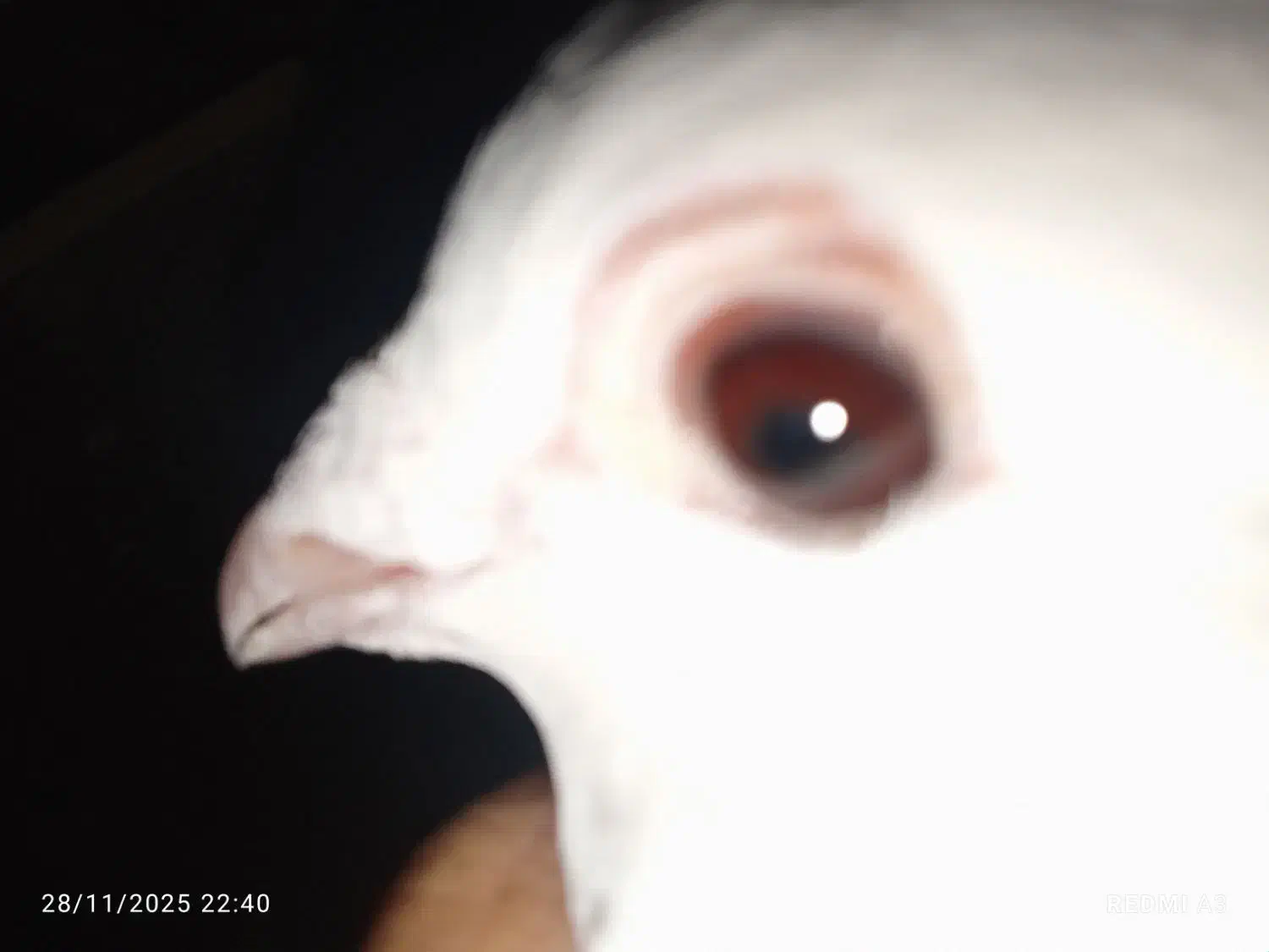 ساعت مچی|ساعت|زابل, |دیوار