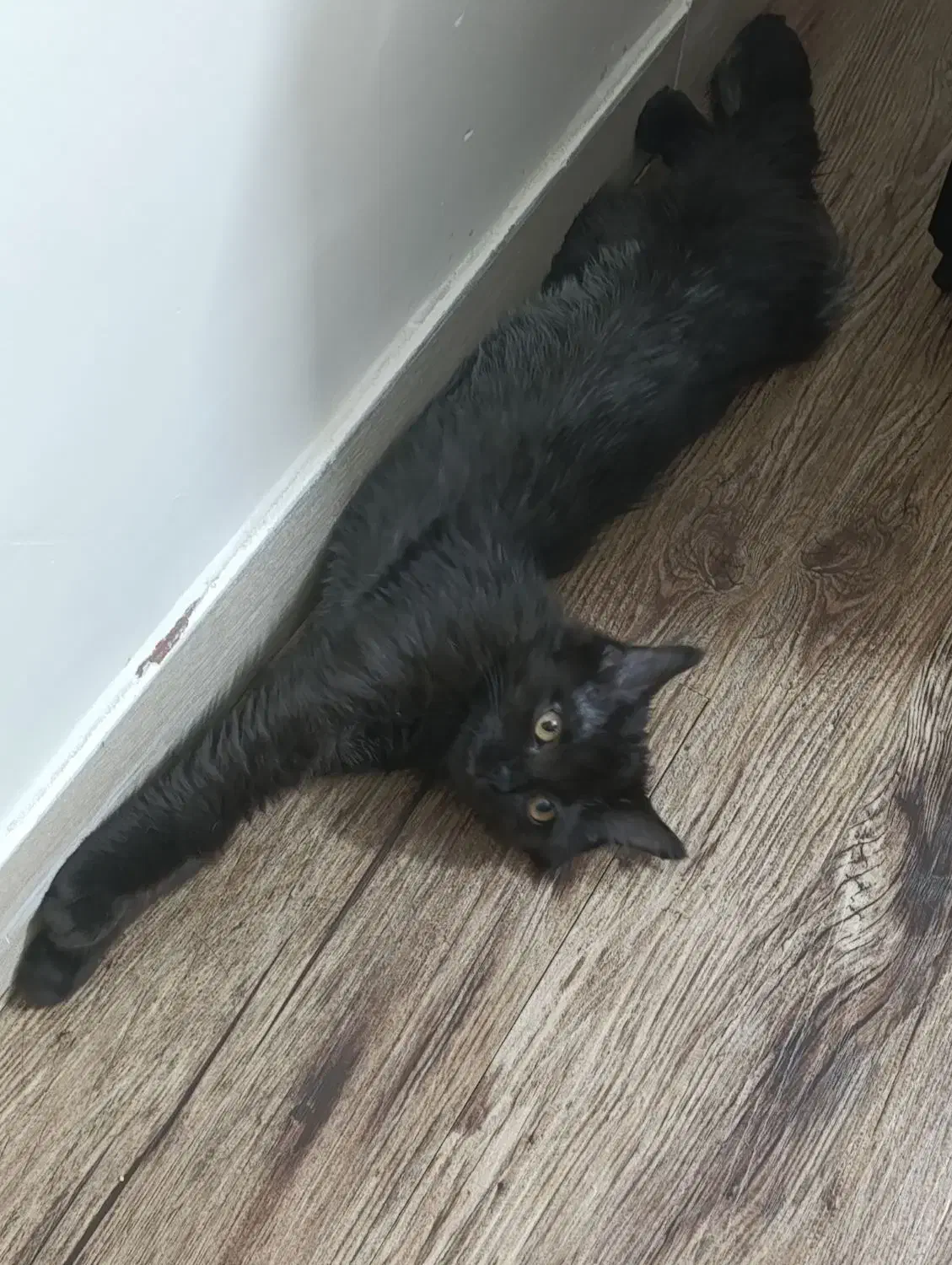 گربه مشکی|گربه|شهریار, شهرک شاهد|دیوار