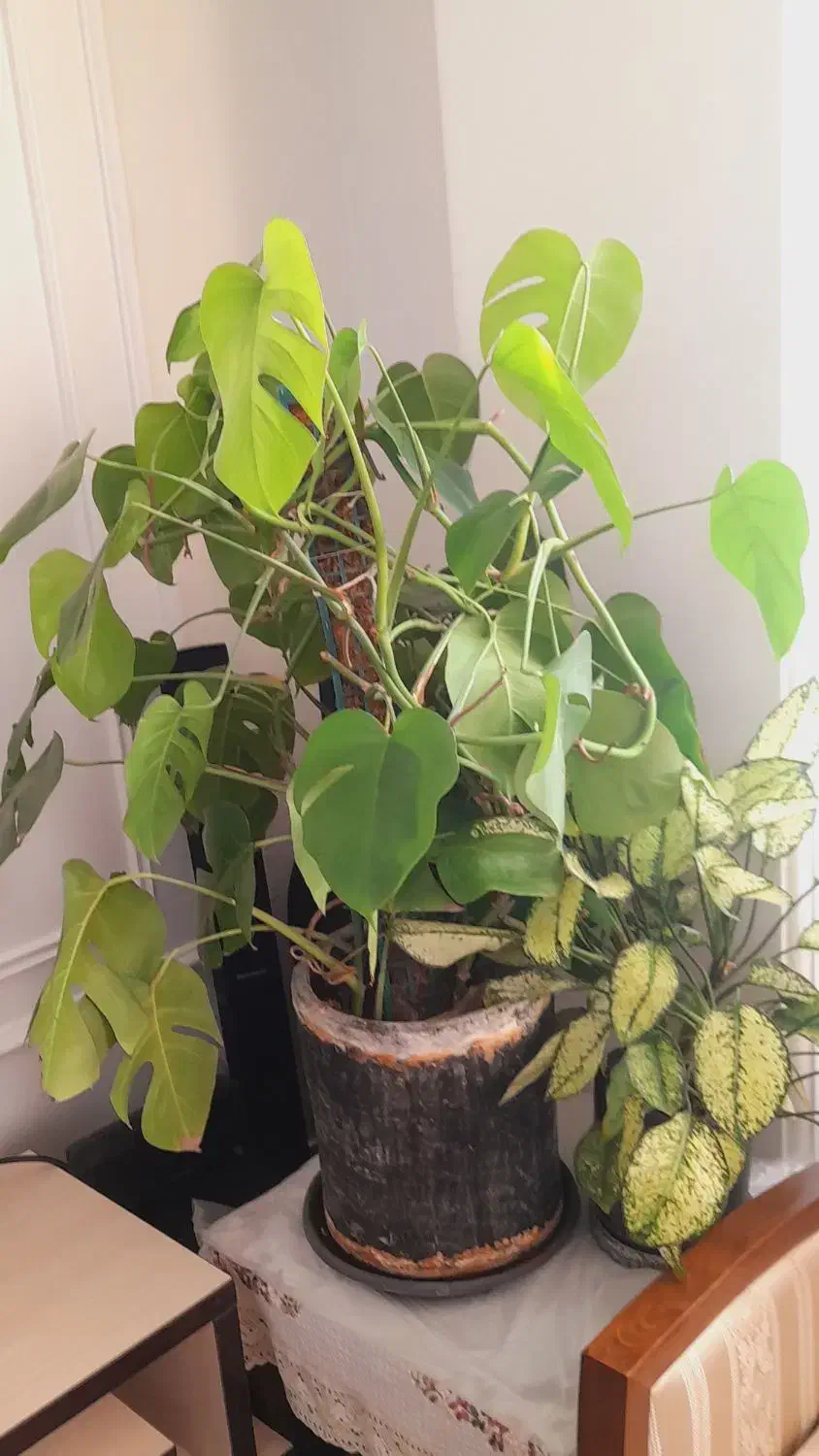 گلدان آپارتمانی|گل و گیاه طبیعی|مشکین‌دشت, |دیوار