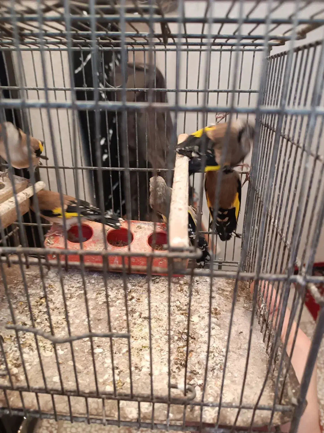 سهره  نر|پرنده|محمدیه-قزوین, |دیوار