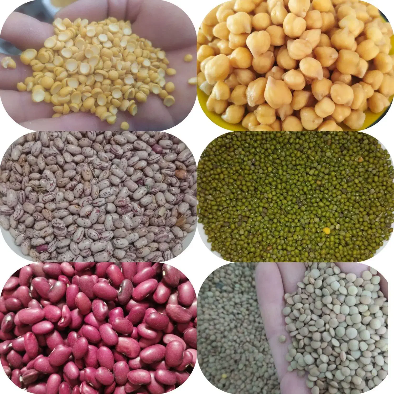 نخود ماش عدس لپه لوبیا و...|خوردنی و آشامیدنی|مینودشت, |دیوار