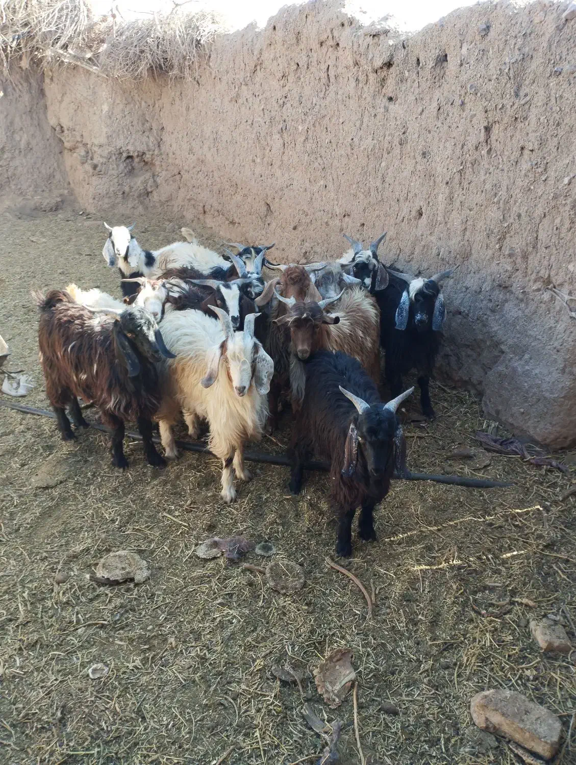 بزغاله|حیوانات مزرعه|نیمبلوک, |دیوار