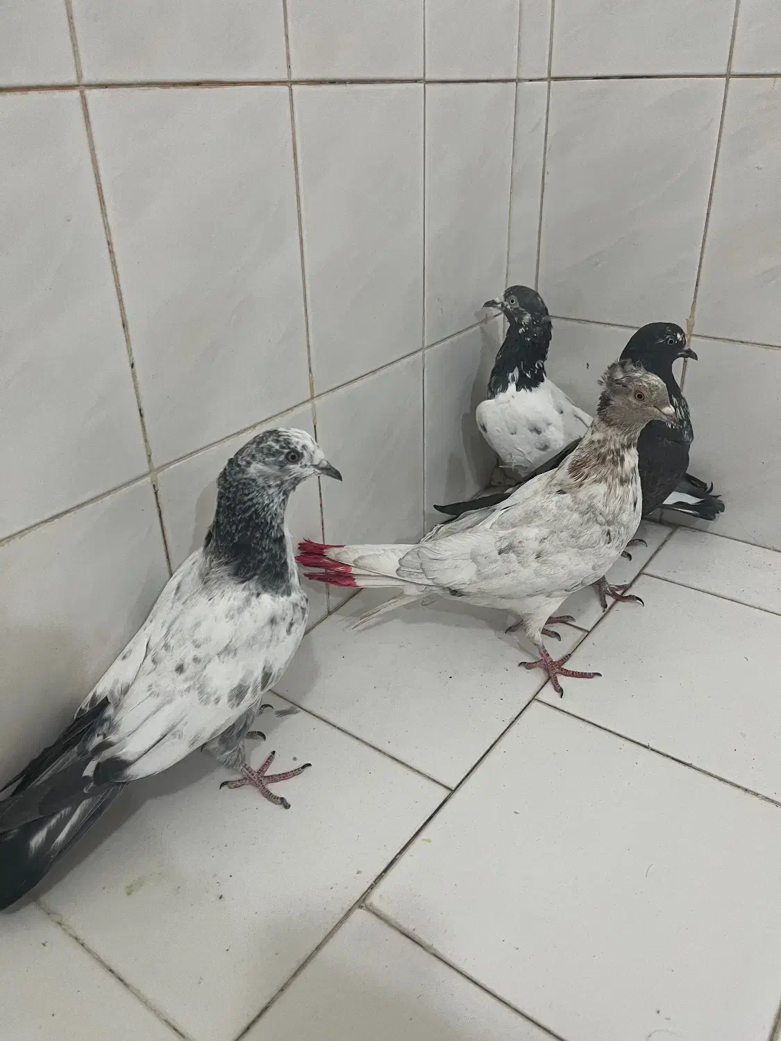 گرفتنی|پرنده|کاشان, لتحر|دیوار