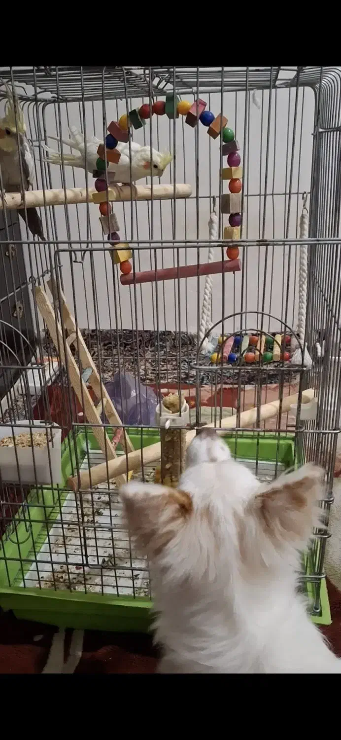 عروس هلندی لوتینو ماده مولد|پرنده|نورآباد, |دیوار