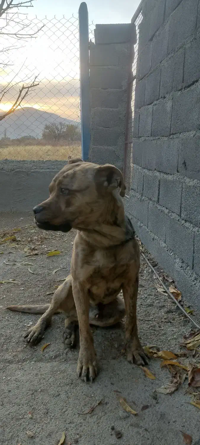 واگذاری سگ پیت پول|سگ|سنندج, |دیوار