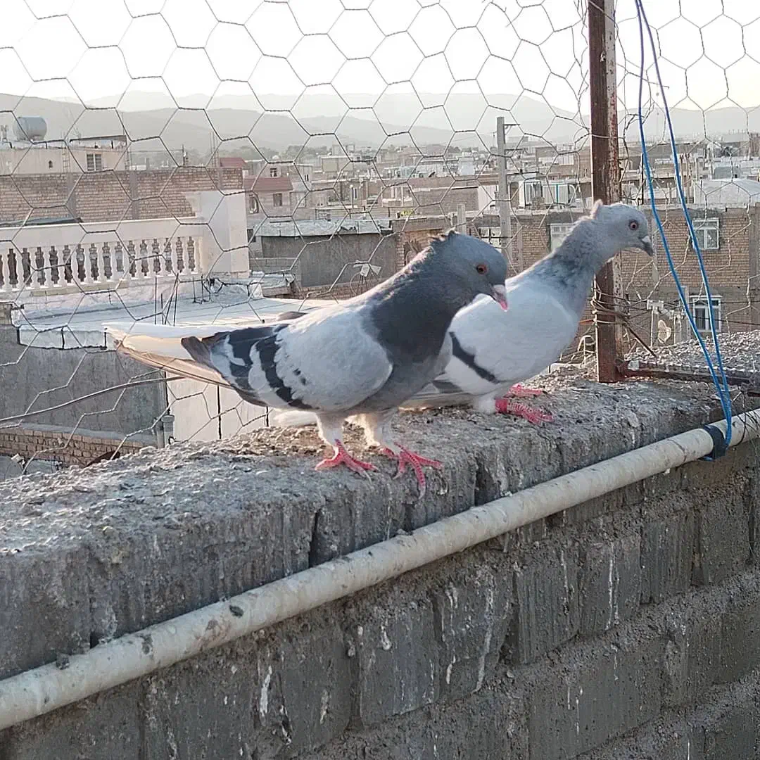 نر و ماده سبز دم سفید|پرنده|شیراز, گویم|دیوار