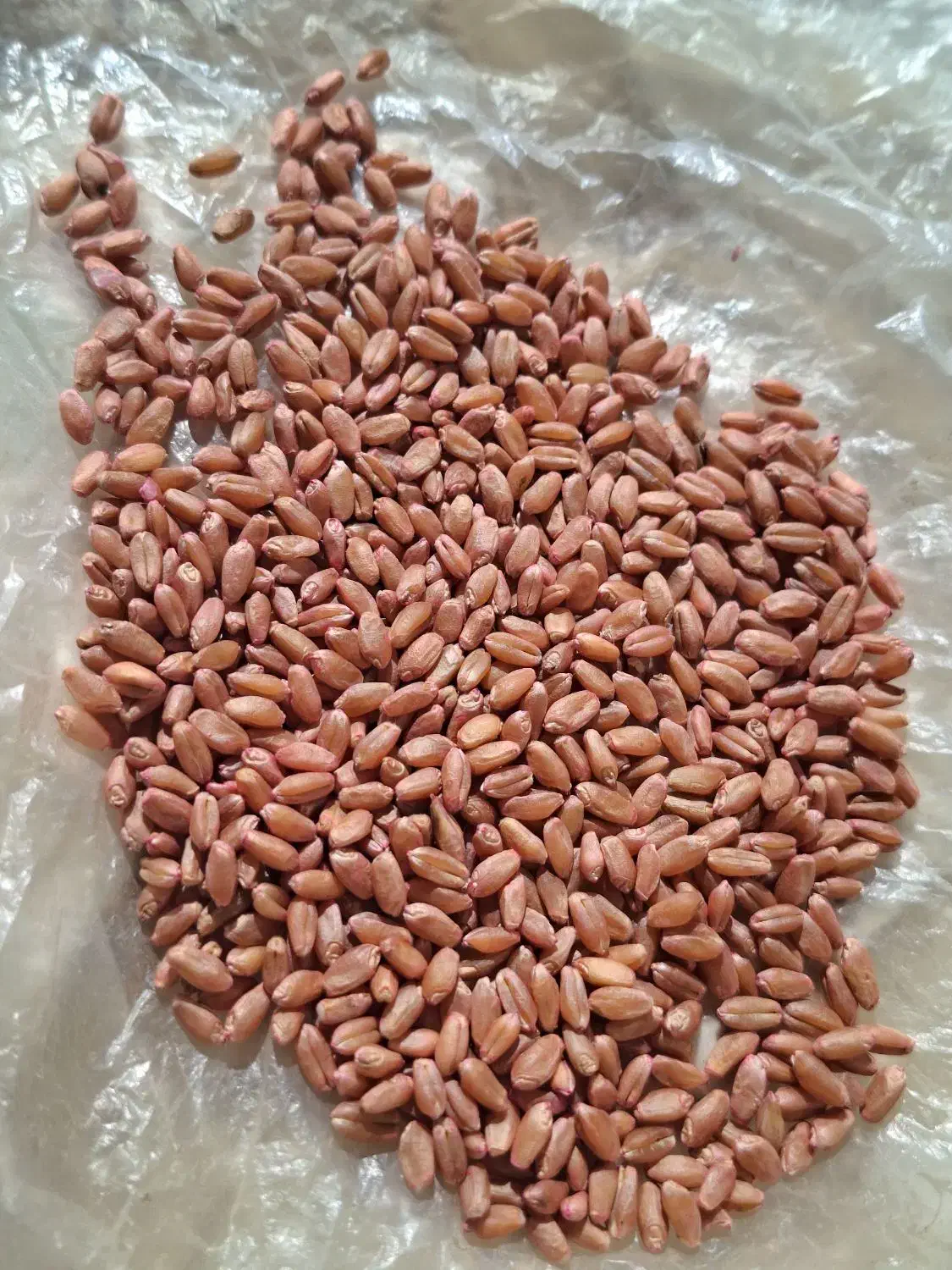 گندم|خدمات باغبانی و درختکاری|گرمی, |دیوار